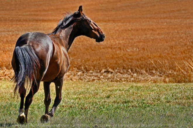 Photo de Trotteur franais