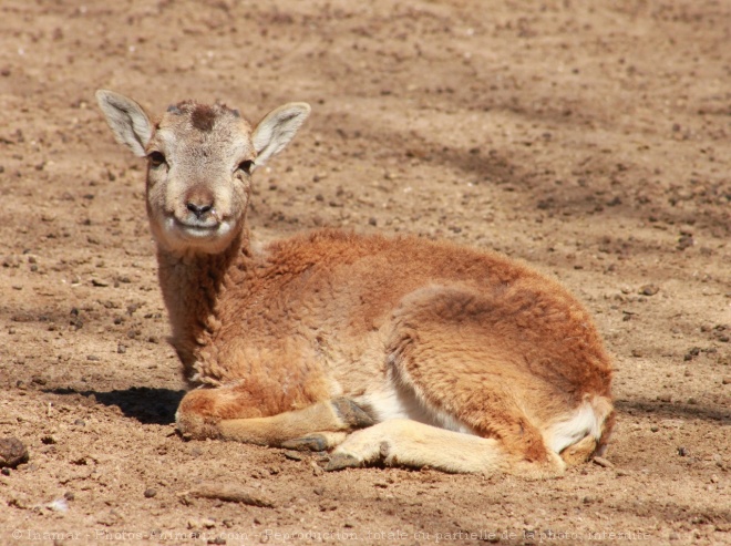 Photo de Mouflon