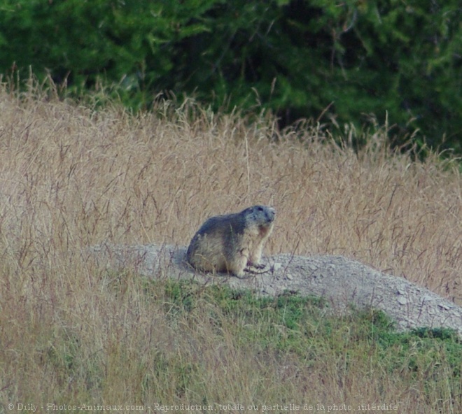 Photo de Marmotte