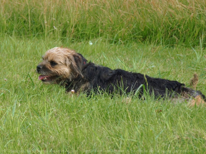 Photo de Border terrier