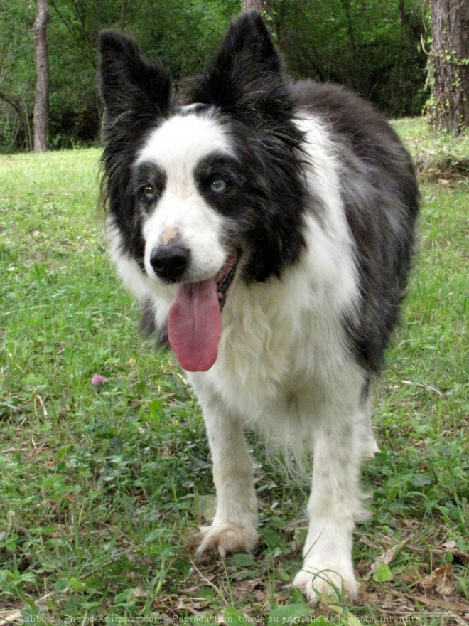 Photo de Border collie