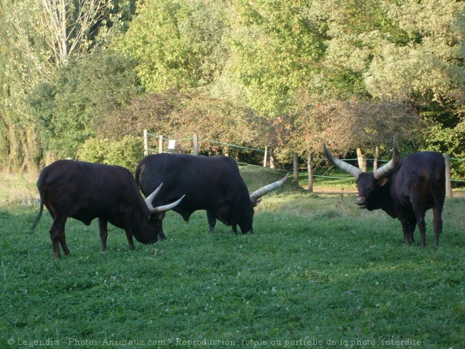 Photo de Watusi