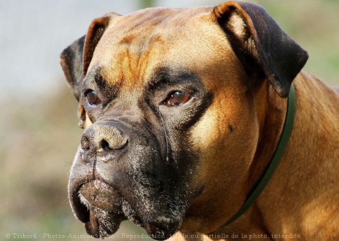 Photo de Boxer