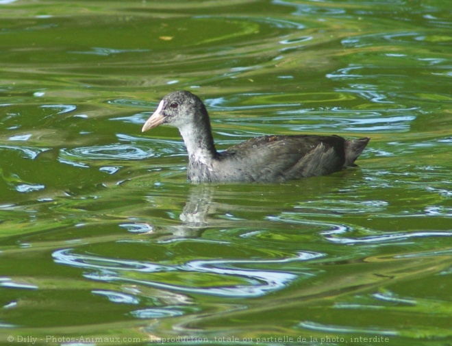 Photo de Foulque macroule