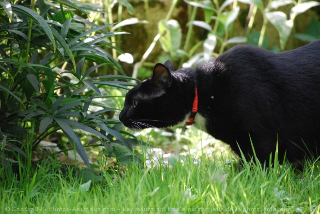 Photo de Chat domestique