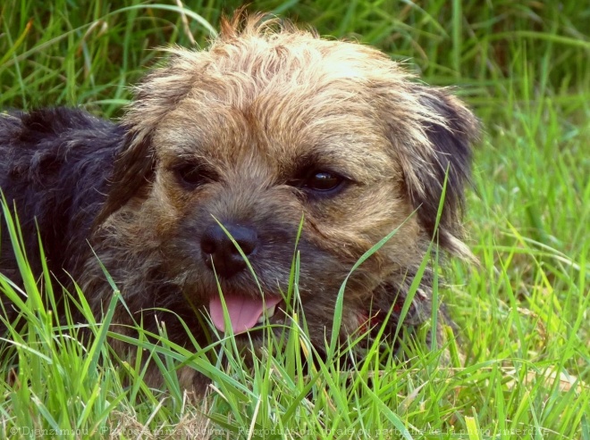 Photo de Border terrier