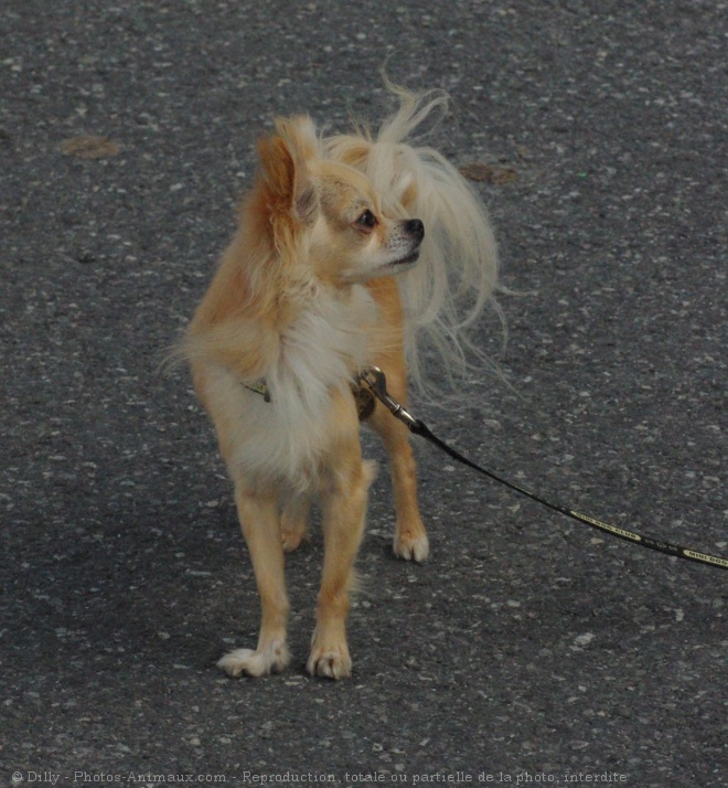 Photo de Chihuahua  poil long