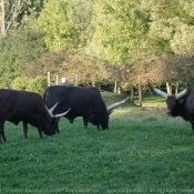 Photo de Watusi