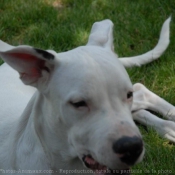 Photo de Dogue argentin