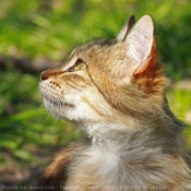 Photo de Chat domestique