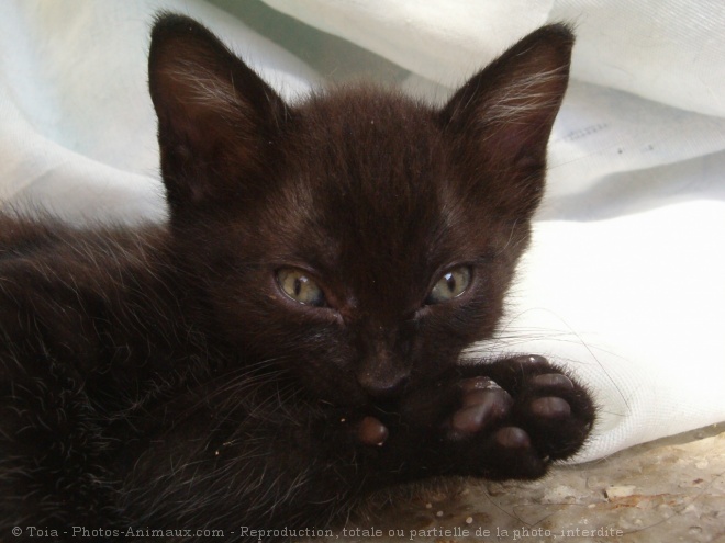 Photo de Chat domestique