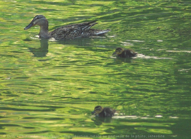 Photo de Canard colvert