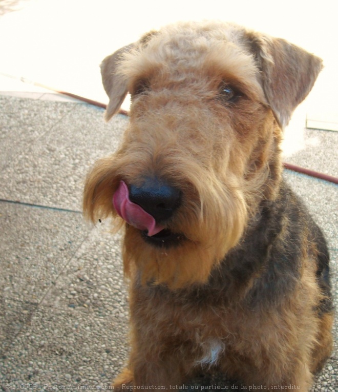 Photo d'Airedale terrier