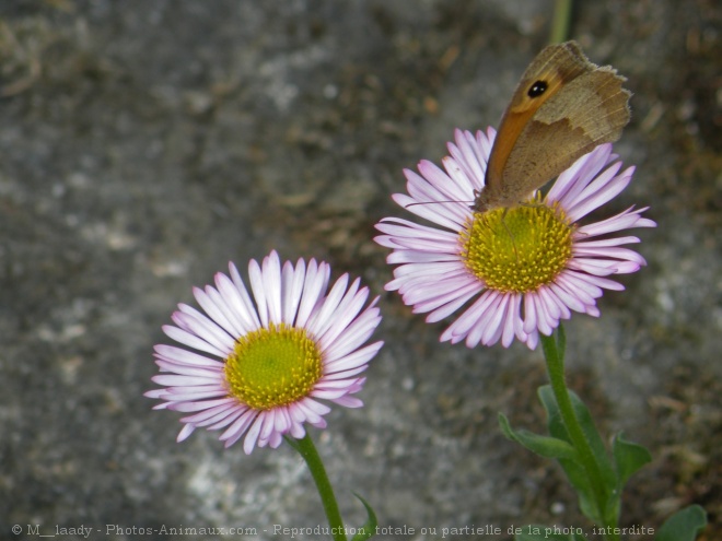 Photo de Papillon