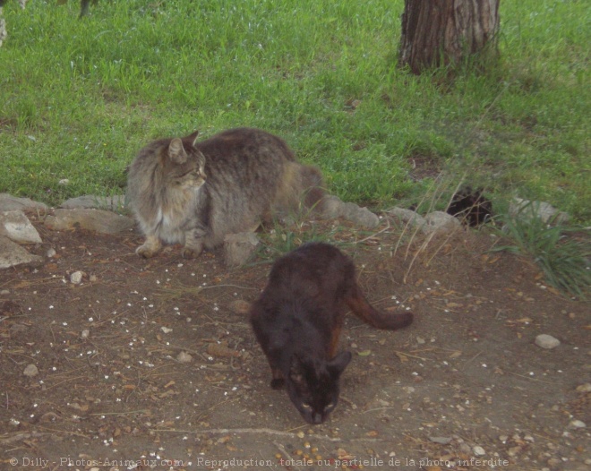 Photo de Chat domestique