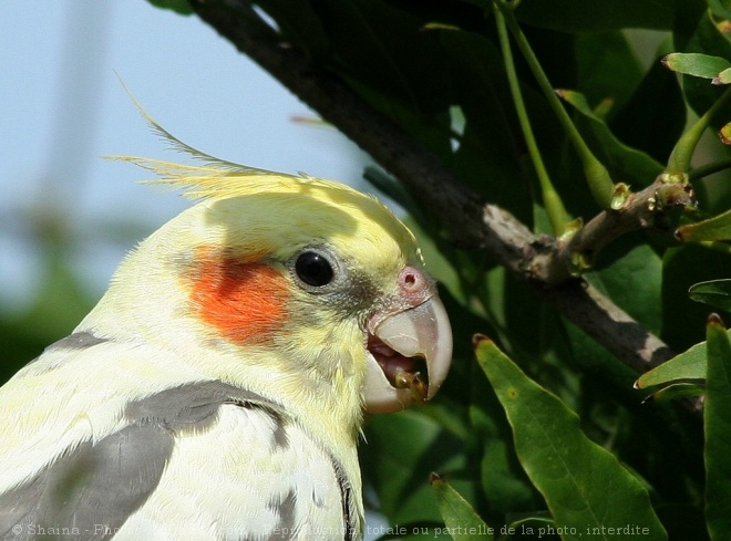 Photo de Perruche calopsitte