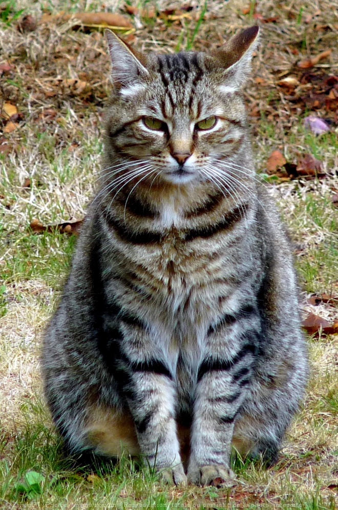 Photo de Chat domestique