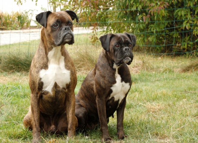 Photo de Boxer