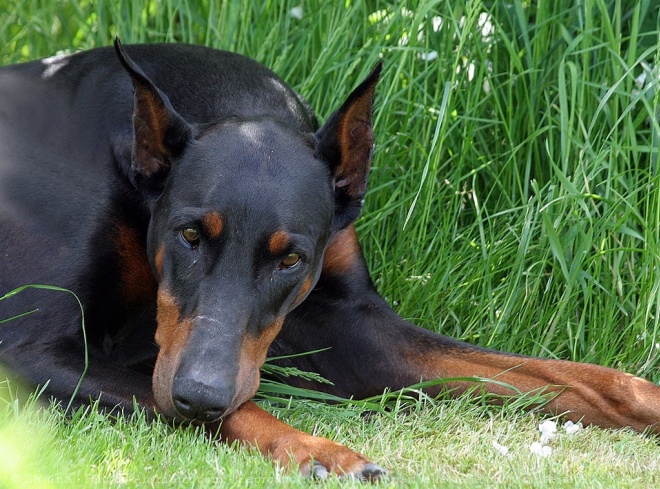 Photo de Dobermann