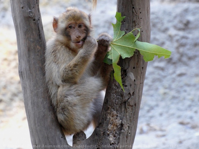 Photo de Singe - macaque