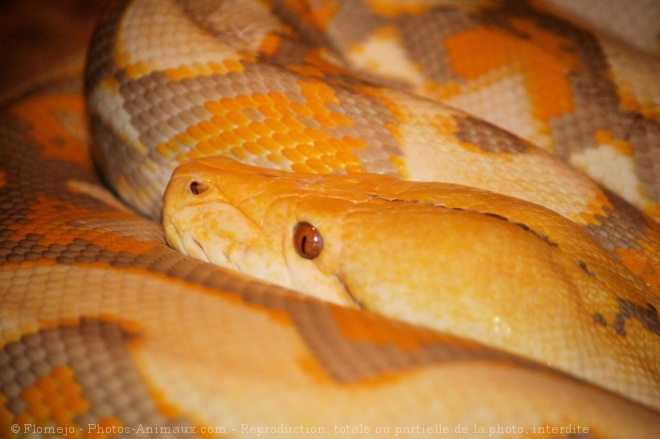 Photo de Serpent