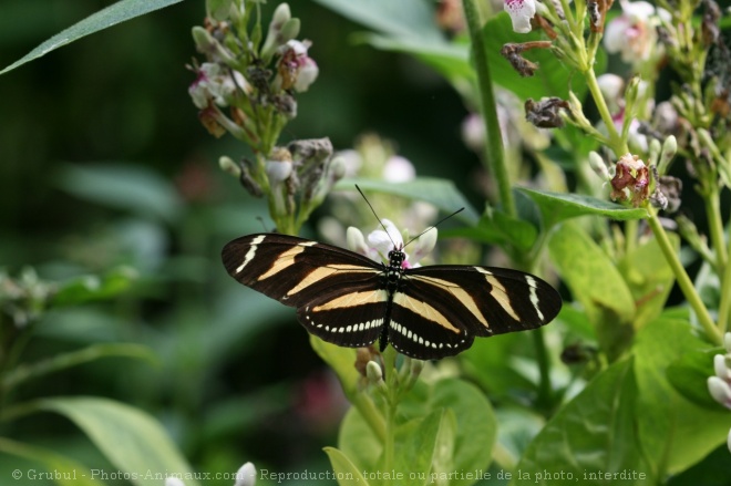 Photo de Papillon