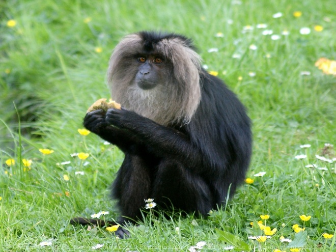 Photo de Singe - macaque