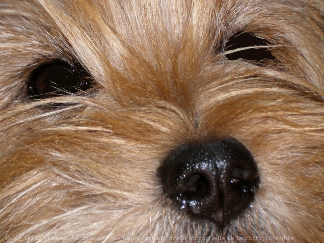 Photo de Cairn terrier