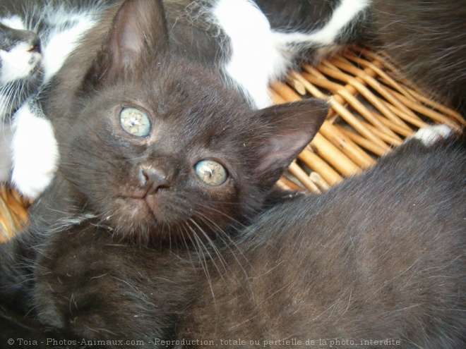 Photo de Chat domestique