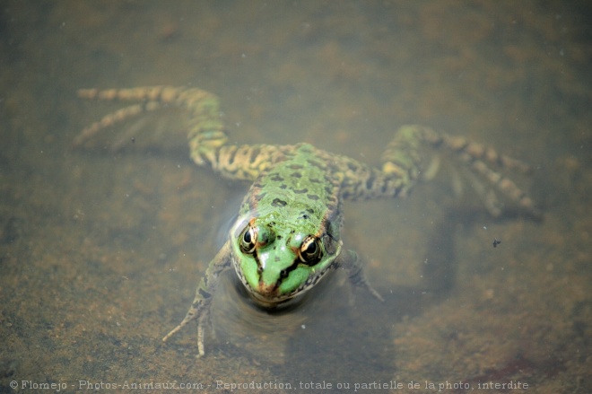 Photo de Grenouille