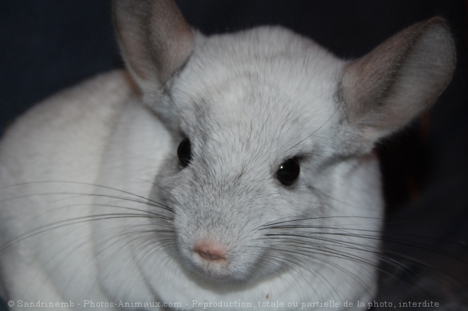 Photo de Chinchilla