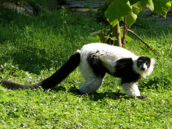 Photo de Lmurien - maki vari noir et blanc