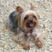 Photo de Yorkshire terrier