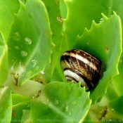 Photo d'Escargot