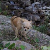 Photo de Chihuahua  poil long