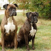 Photo de Boxer