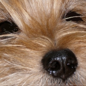 Photo de Cairn terrier