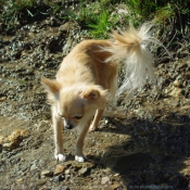 Photo de Chihuahua  poil long