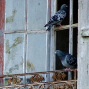 Photo de Pigeon