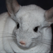 Photo de Chinchilla