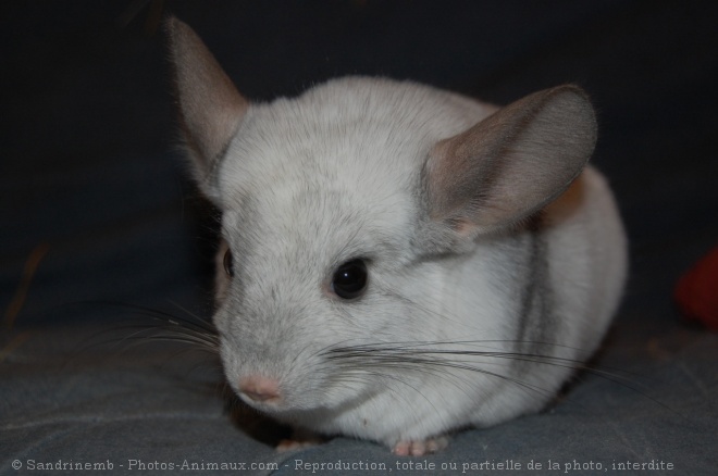 Photo de Chinchilla