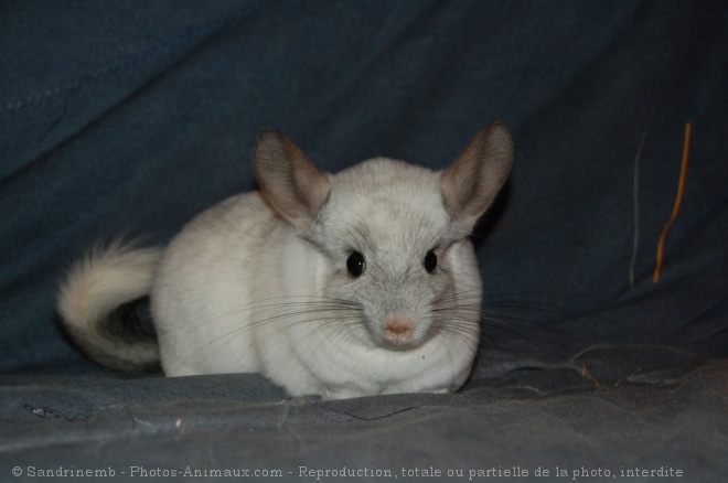 Photo de Chinchilla