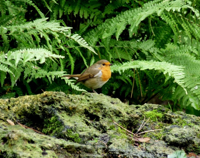 Photo de Rouge gorge