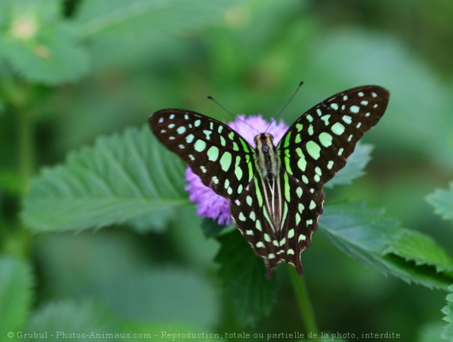 Photo de Papillon