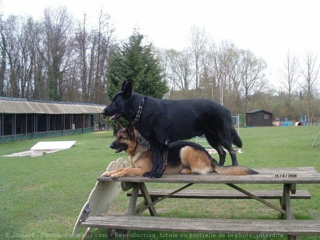 Photo de Berger allemand  poil court