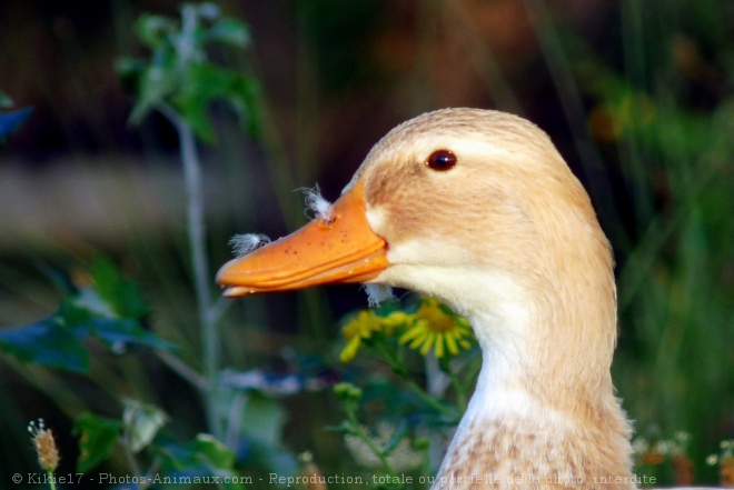 Photo de Canard