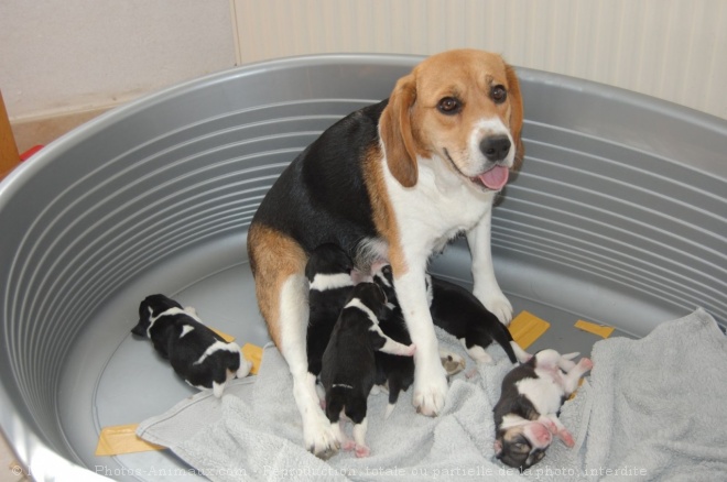 Photo de Beagle