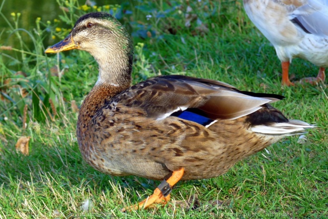 Photo de Canard