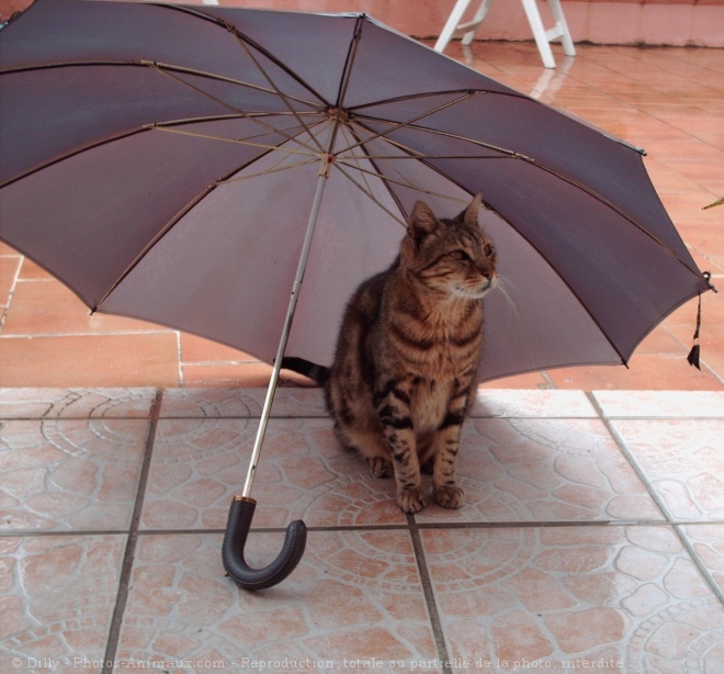 Photo de Chat domestique