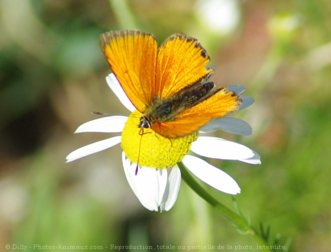 Photo de Papillon